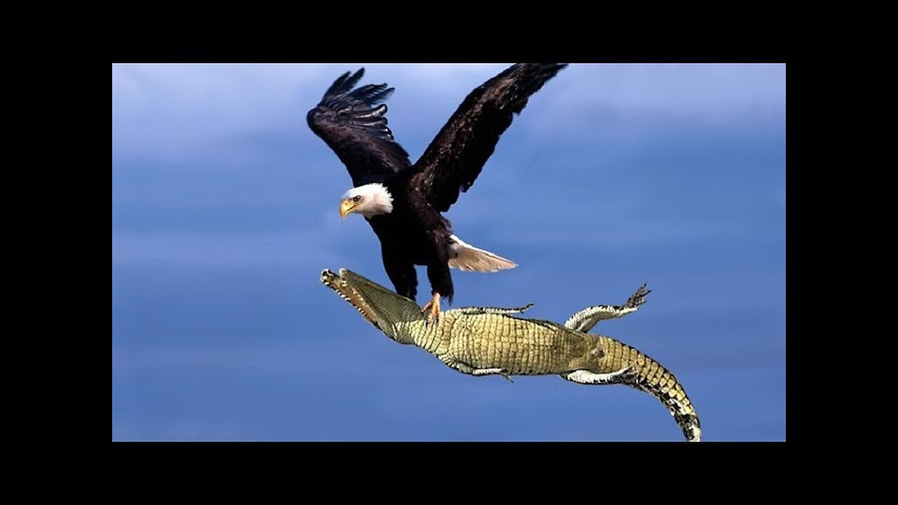 The Best Of Eagle Attacks 2018 - Most Amazing Moments Of Wild Animal Fights! Wild Discovery Animals