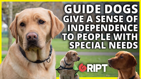 From puppy to trusted companion, see what it takes to train a guide dog.