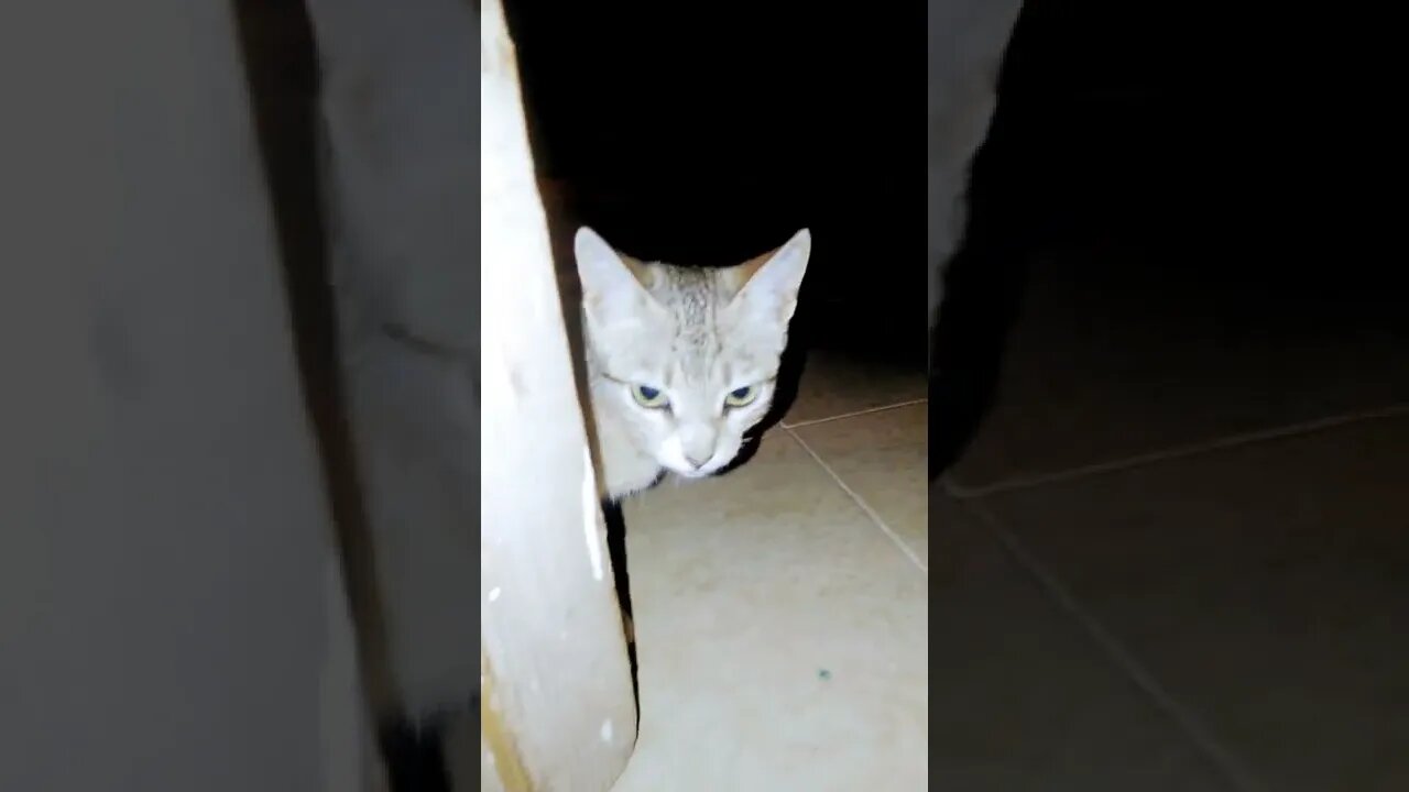 My cat fifi is play whit me cash cash #shorts #cat #funny #cats #catvideos #amazing