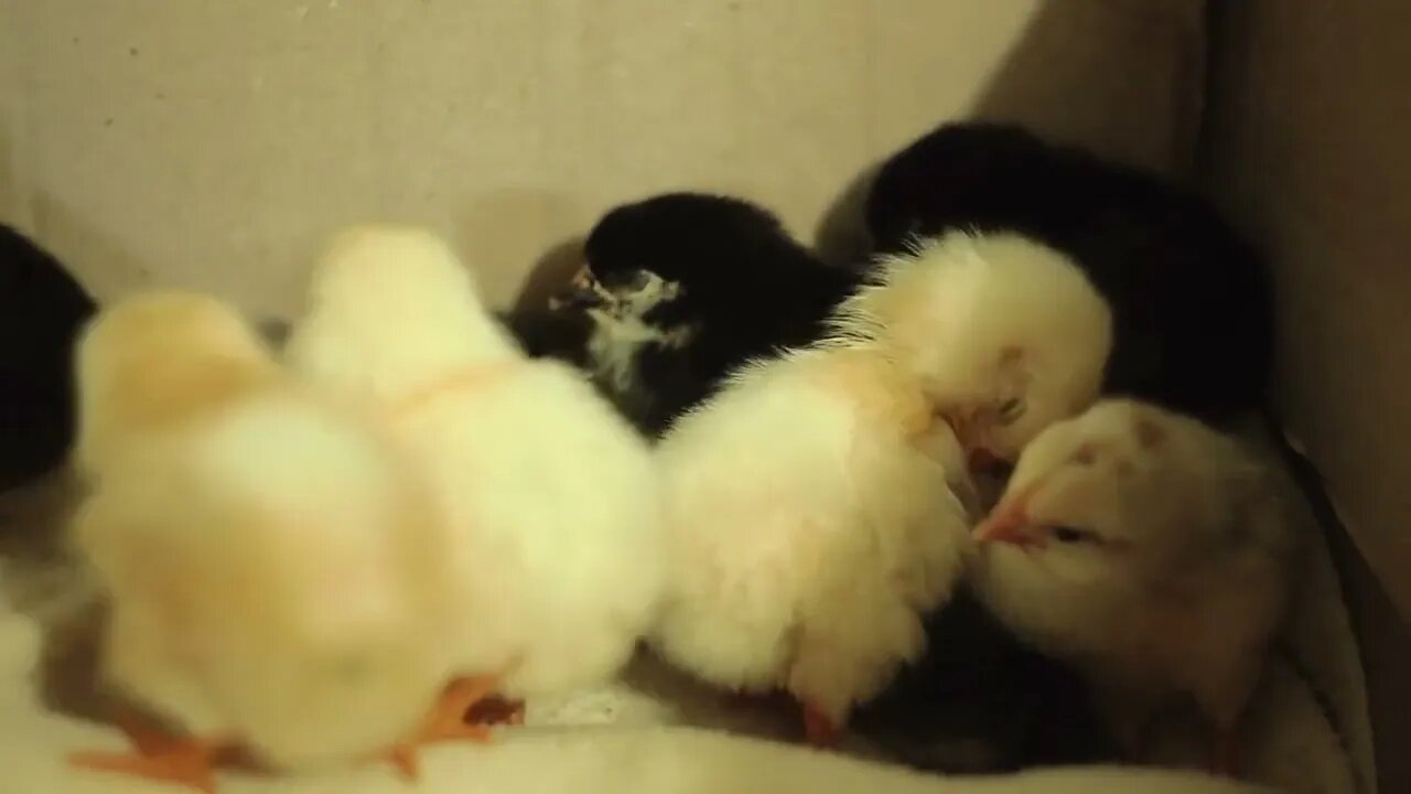 Recently hatched, still wet, unconscious, yellow newborn chicks in an incubator Clean feathers, fal