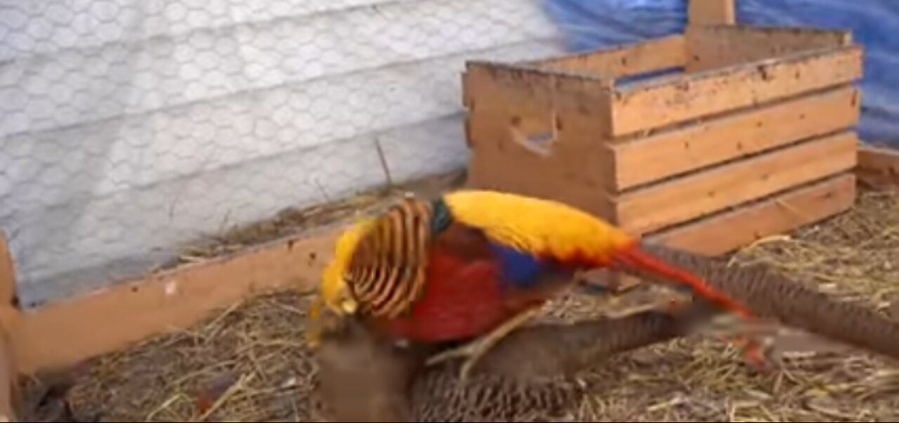 Golden pheasants mating