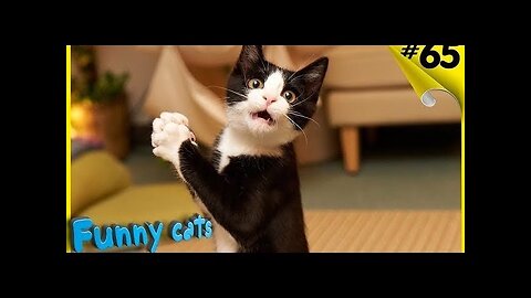 Funny Kitties. Pranks with cats