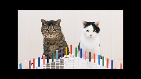 Cute and funny ANIMALS🐯Videos🔶 Сompilation # 3🔶