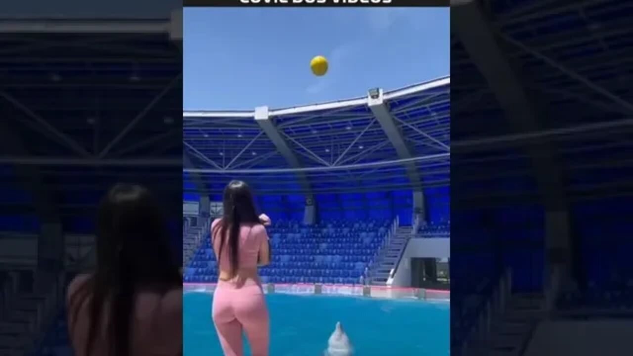 jogando bola com golfinhos