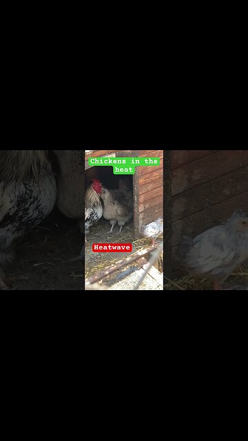 Caring for chickens in heat wave