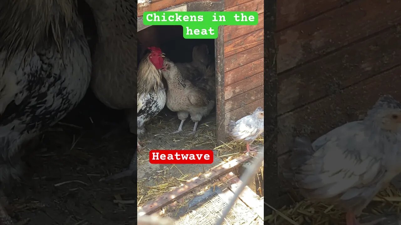 Caring for chickens in heat wave