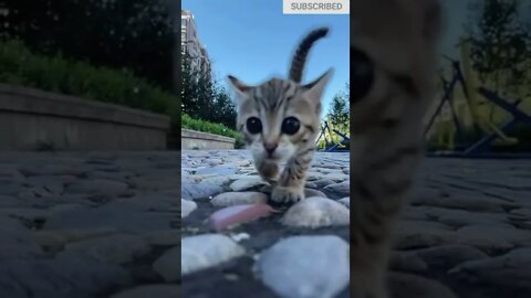 cute cat videos 😹 funny videos 😂 590 😻