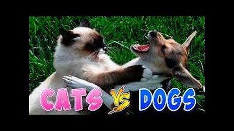 0:19 / 15:36 Funniest Cats And Dogs Videos 😂 - Best Funny Animal Videos 2023 😅 #2