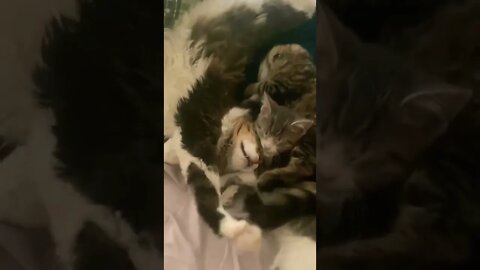 Mugsy Cuddling with Kittens
