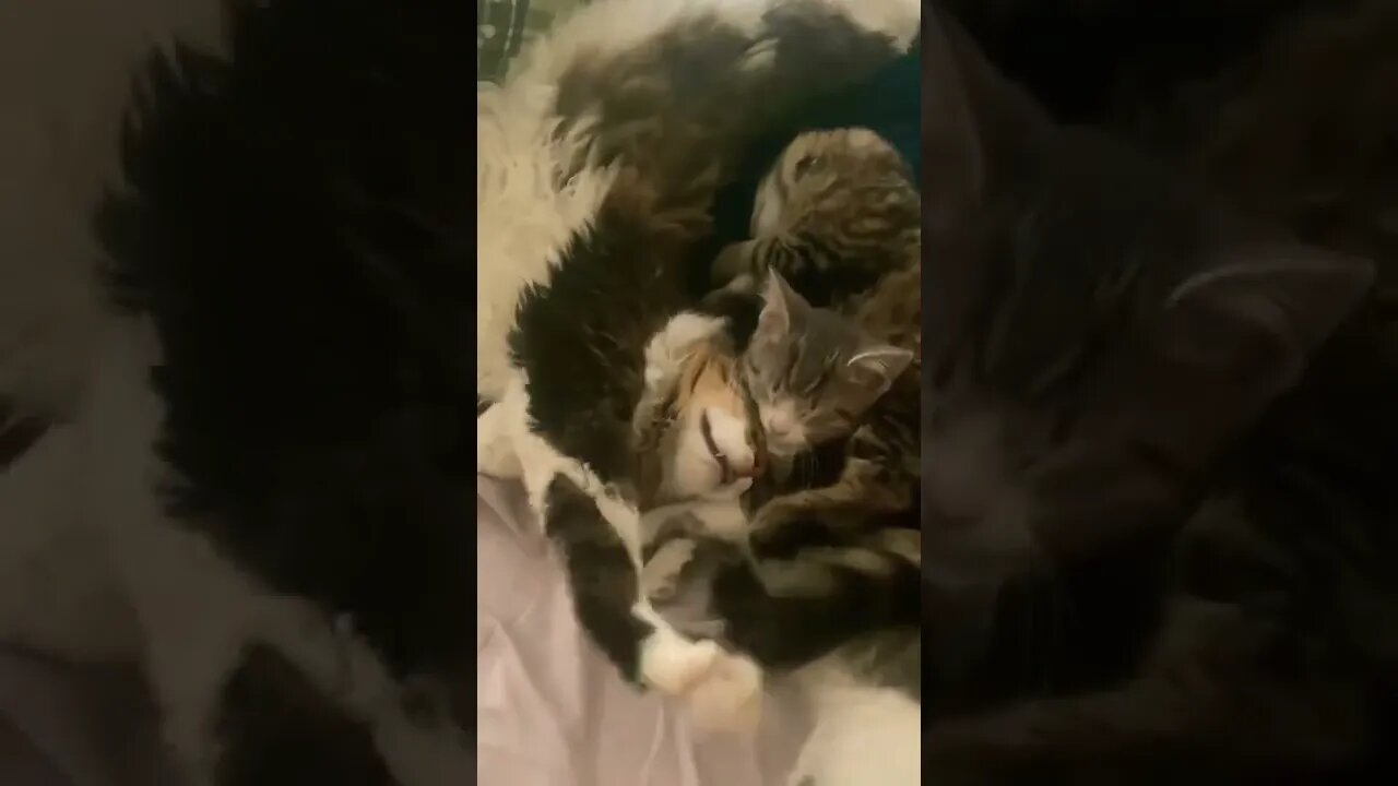 Mugsy Cuddling with Kittens