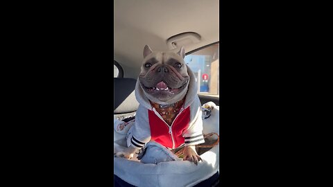 What Got You Smiling Today? | Mochi The French Bulldog