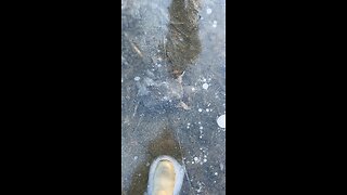 Turtles hanging out under the ice