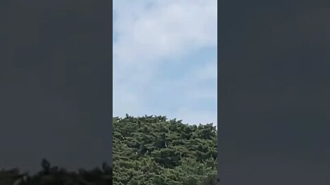 청와대 농악공연 윤석열