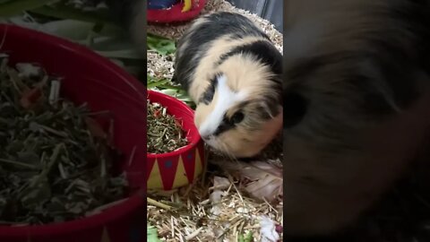 Kisses and scratches with my Guinea pigs