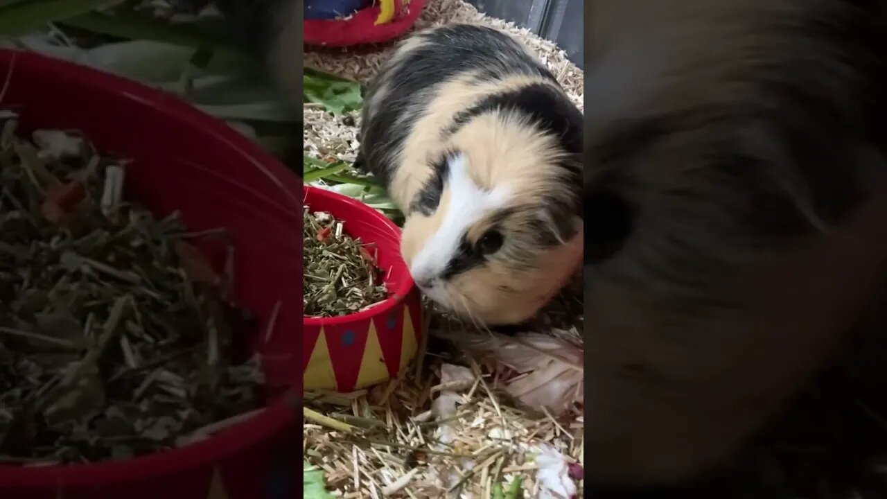 Kisses and scratches with my Guinea pigs