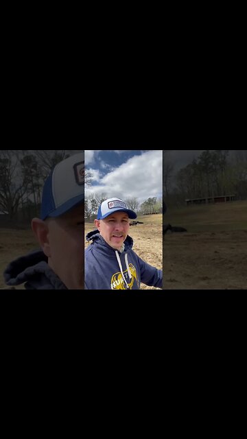 Day 30 of 30 days of #calving . #cattle #farm #farmlife #ranch #ranchlife #cow #calf