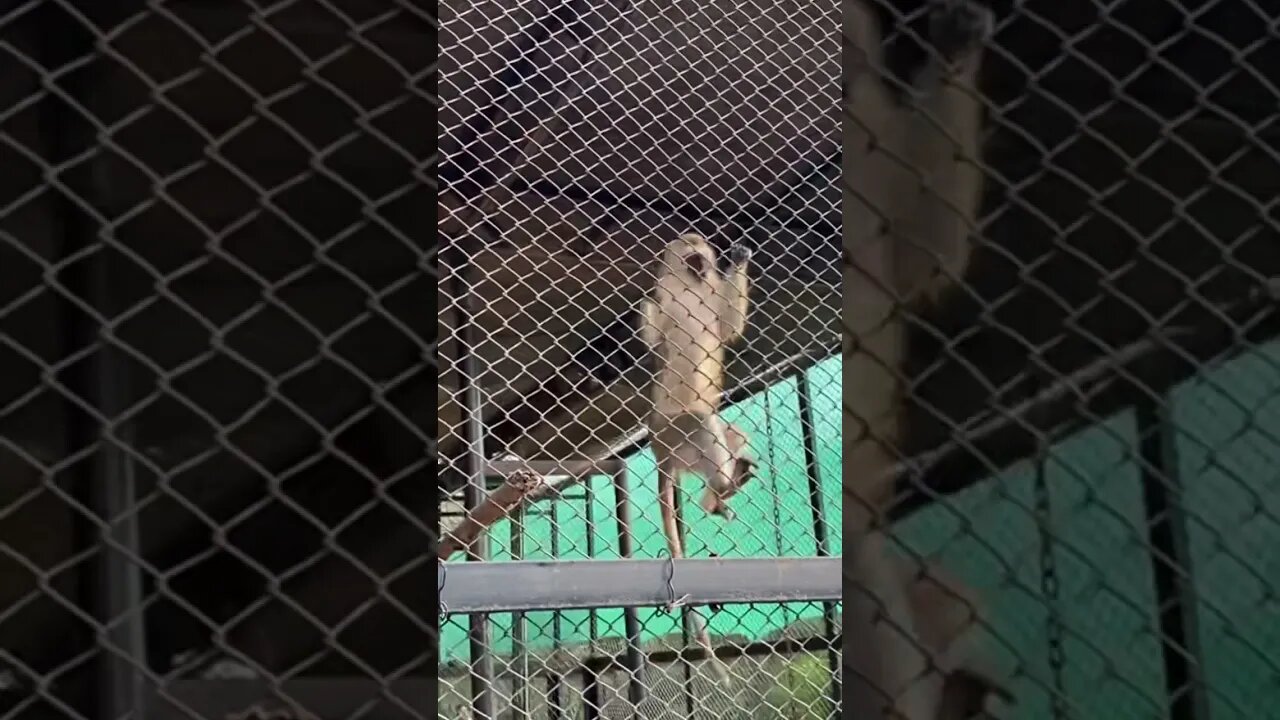 Real monkey