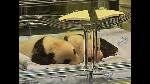 Twin Pandas Born At Madrid Zoo