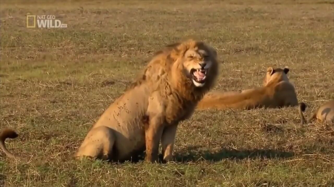 Lion King funny moment 😂🤣😅