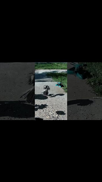 Mockingbird Vs Starling #Shorts 🌳