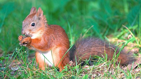 Last Footage of the Cautious Red Squirrel. What is This Guy Eating?