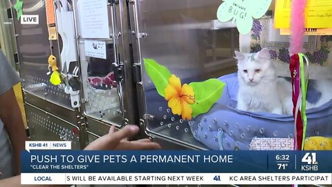 Wayside Waifs participated in NBC's 'Clear the Shelters' campaign