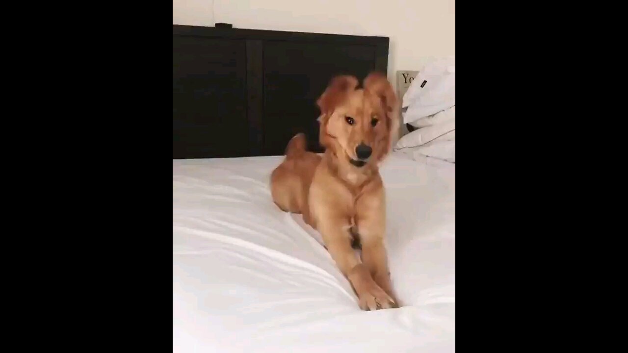 dog shaking it