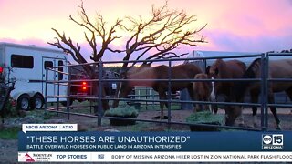 Arizona wild horse battle intensifies