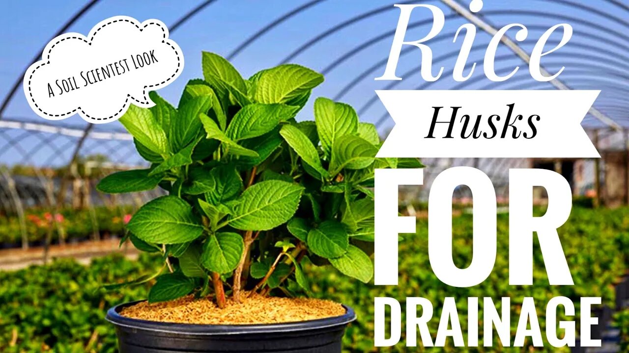 RICE HUSK FOR PLANTS & SOIL WHY ARE RICE HUSKS VALUABLE TO A POTTING SOIL MIX? | Gardening in Canada