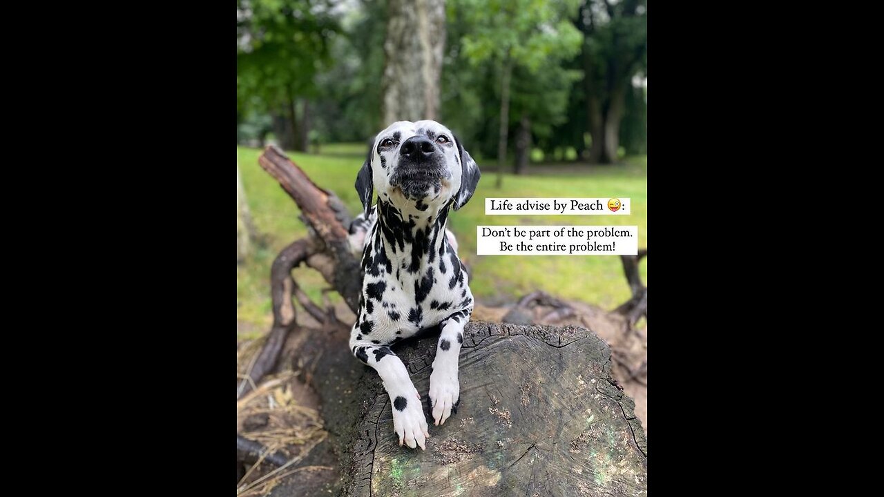 Funny animal, dog