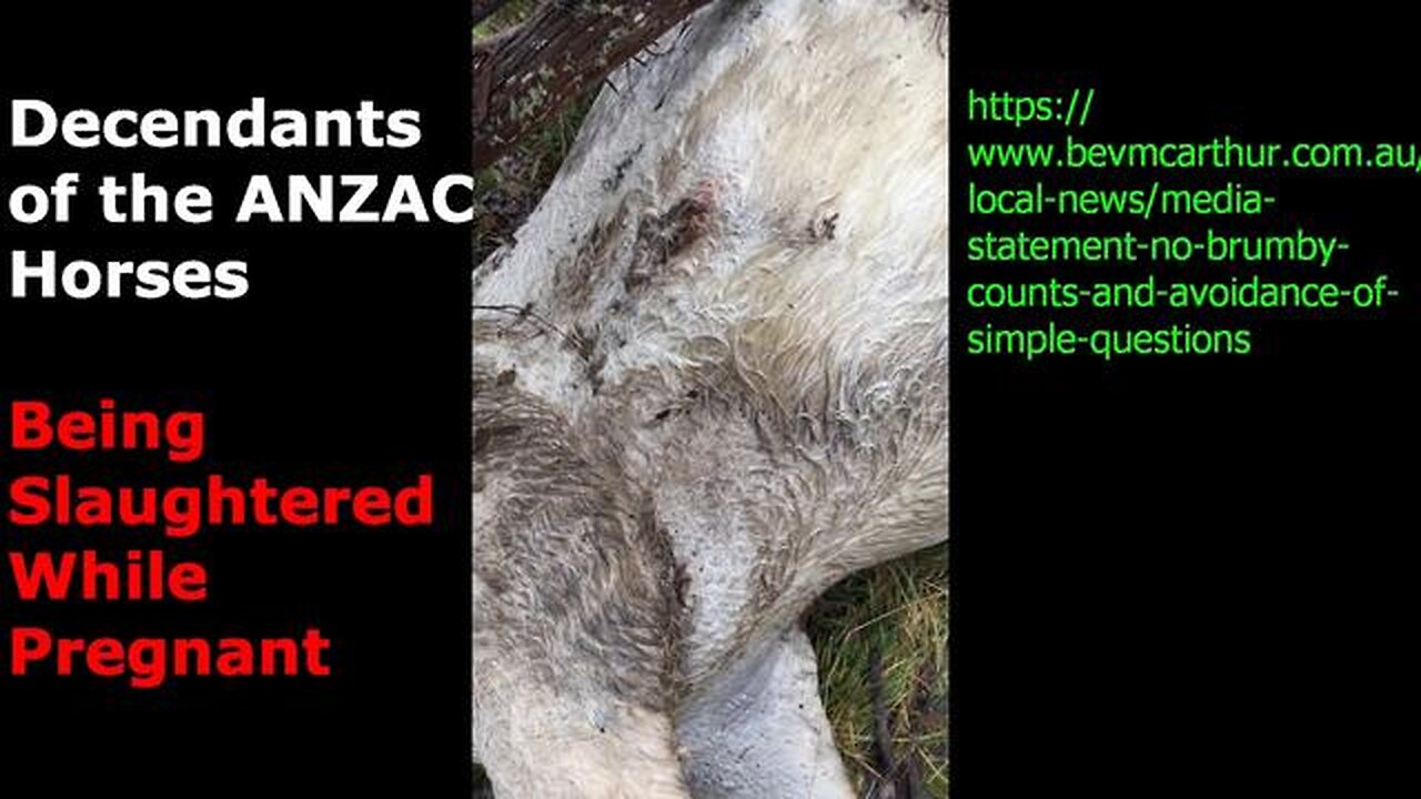 Where Is The RSPCA? - Australian Anzac Horse Descendants Murdered in Cold Blood for Sport