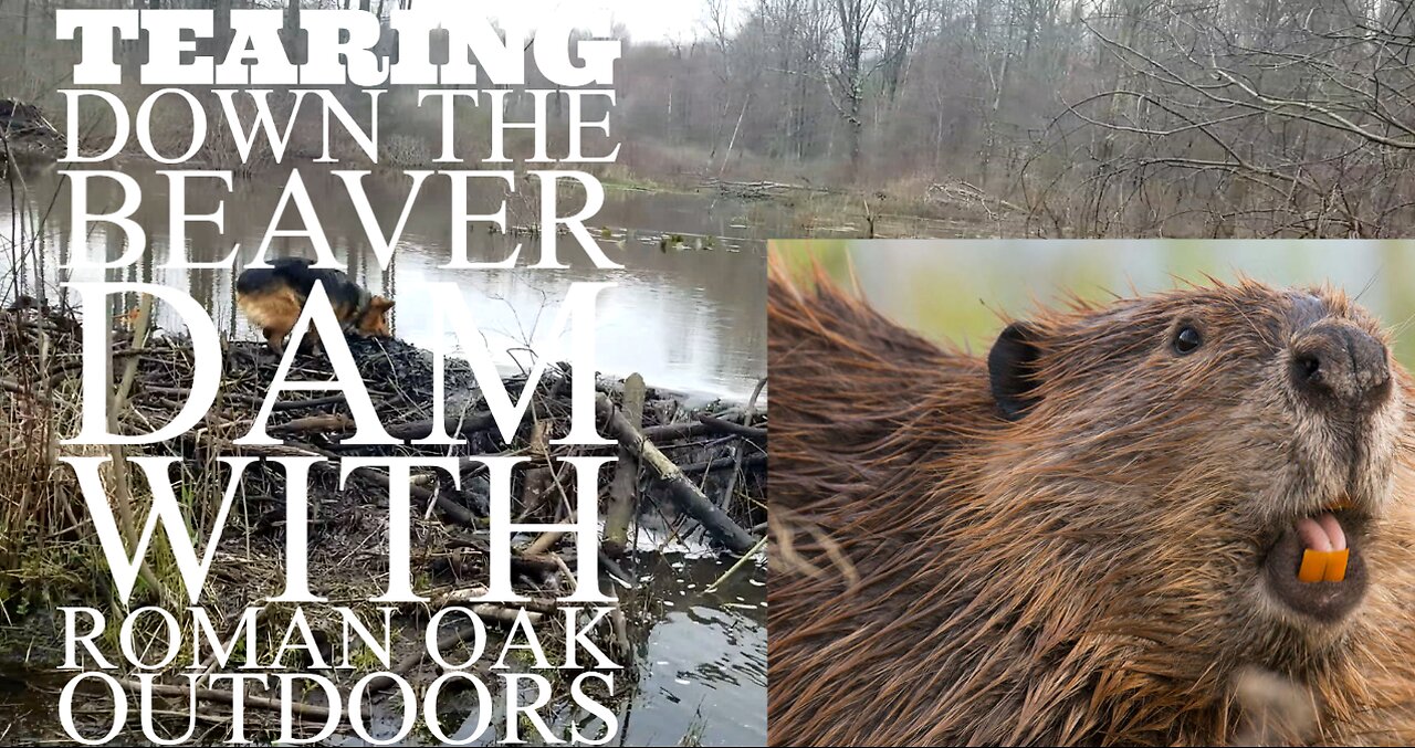 Busting a Beaver Dam By HAND, draining pond. Breaking a beaver dam. Beaver Dam removal. Beaver Flood