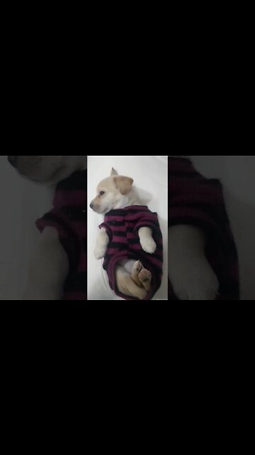 ❤É Muita Fofura❤ #dog #台灣 #É muita fofura