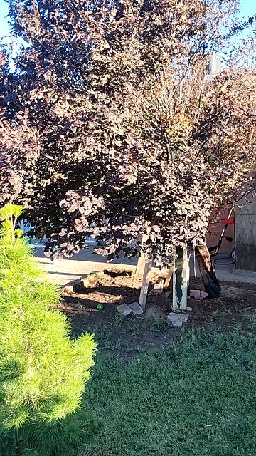 Water your trees at dusk.