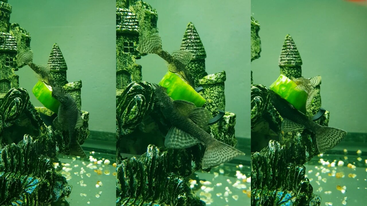 Bristle Nose Plecostomus Feeding