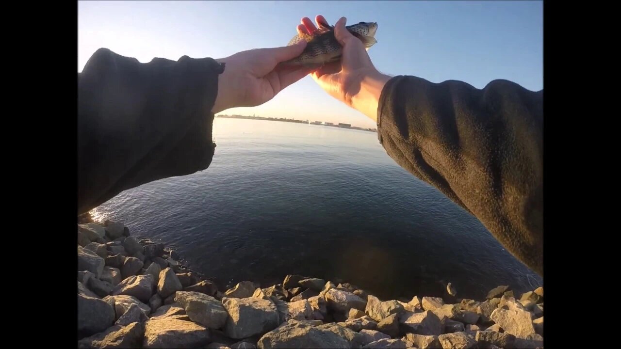 Smaller lures on drop shots rigs for Spotted Bay Bass in Harbor Island 2!