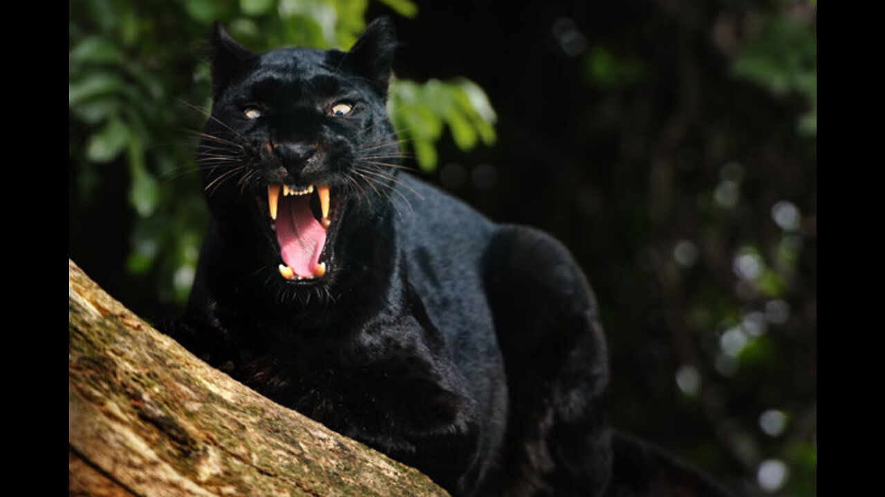 4/7/2022 Convoy on the Move pt2