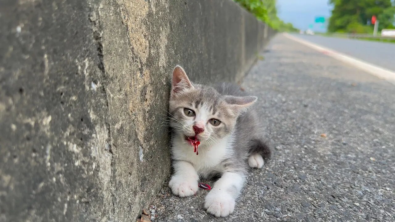 Stray kitten on the highway has a dangerous accident if it is not rescued in time