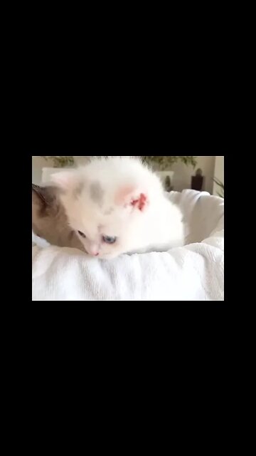 #shorts #2022 funny,prank,funjokes,dad jokes,funny memes,funny video,fun,laughing,funny animal,knock