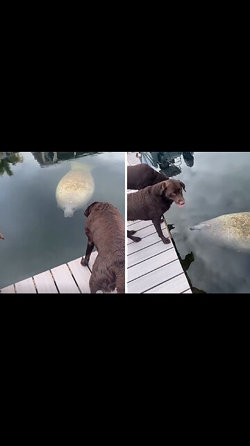 Incredible moment between dogs and wild manatee