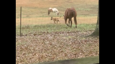 Colt succeeds at getting his dog buddy to come play