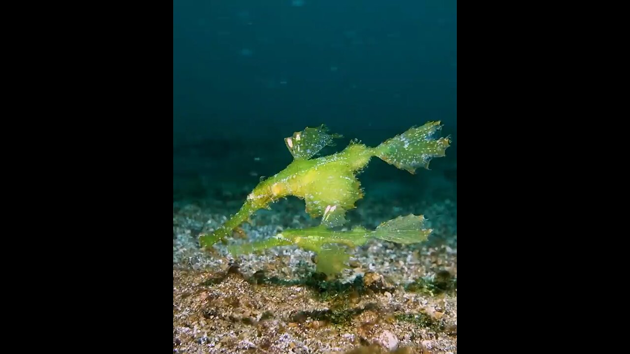 Pipefish😍