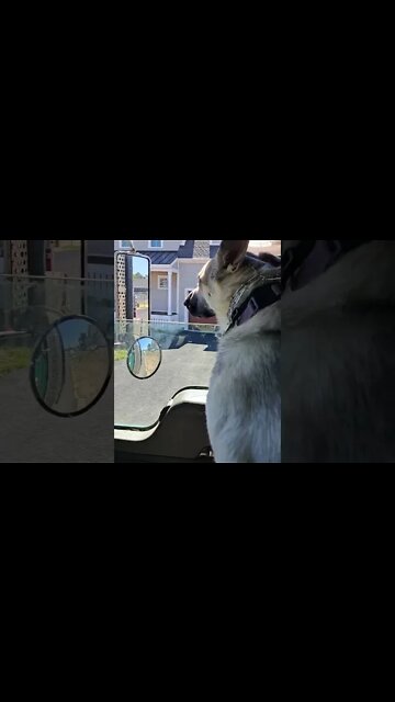 Amelia loves going to work