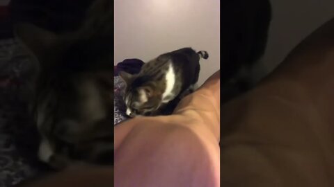 Needy cat grabbing my arm #shorts