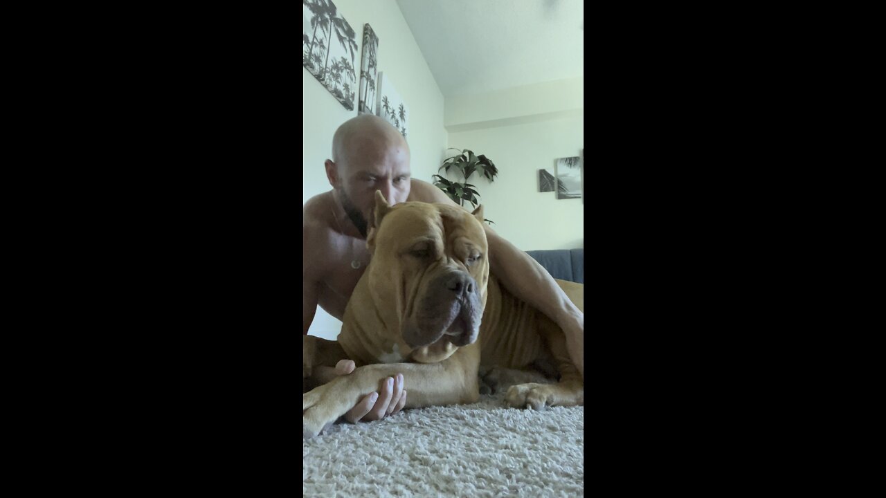 MASSIVE Pit Bull gets alllll the cuddles!! 🦁🥰