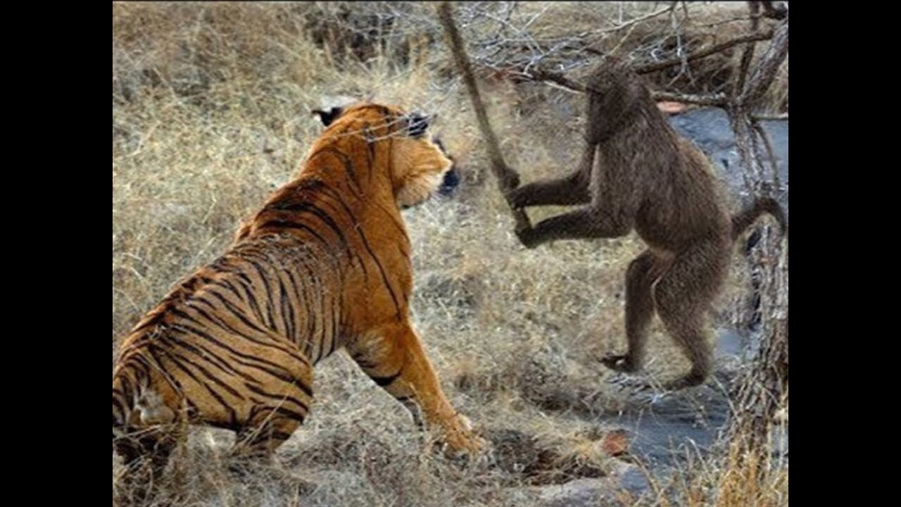 OMG!!! CRAZY MONKEY VS TIGER