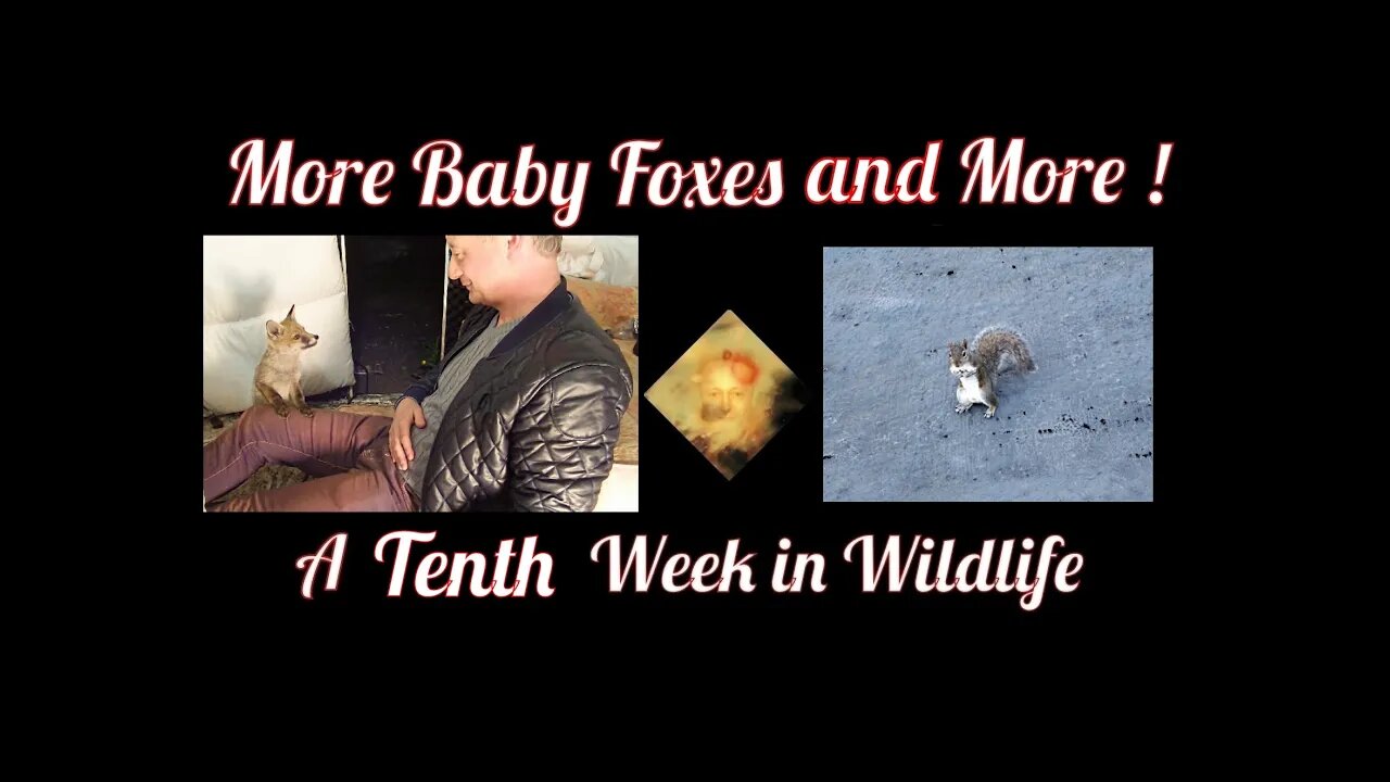 More Baby Foxes and More ! A Tenth Week In Wildlife