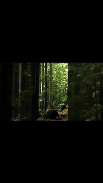 *NEW* Walk In The Forest Relaxation & Meditation Music| Fall Asleep Instantly| #shorts