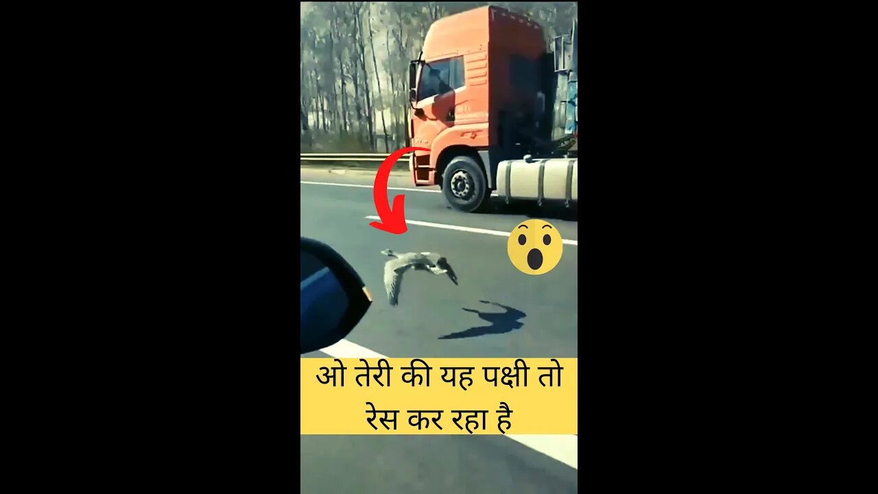 ओ तेरी की यह पक्षी तो रेस कर रहा है😱OMG, this bird is racing👈