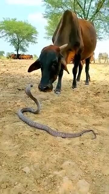 Difficult to explain. The trust gained through pure love 💕